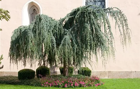 Hänge-Libanon-Zeder 'Pendula'