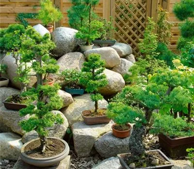 Zimmerbonsai