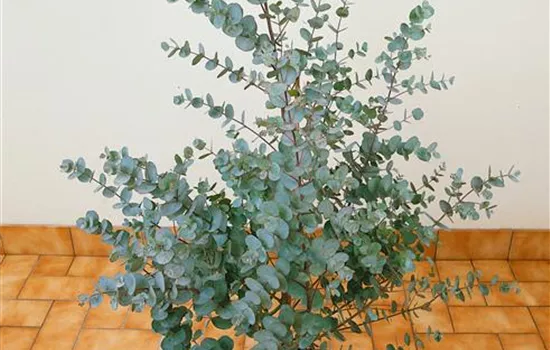 Echter Eukalyptus 'Azura'