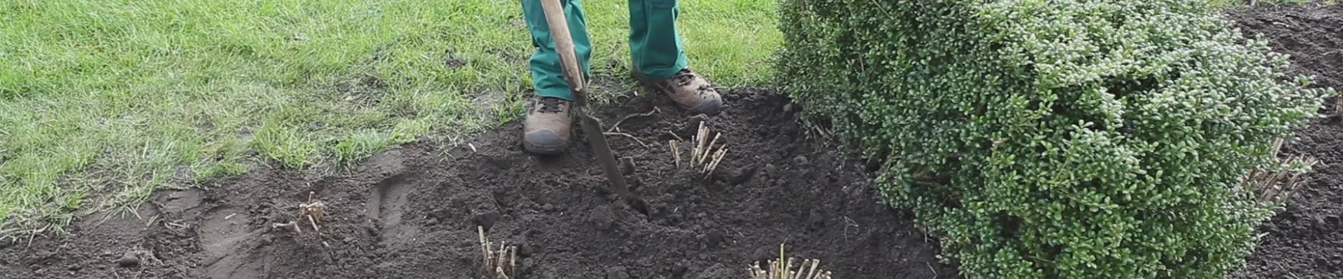 Dahlien - Einpflanzen im Garten (thumbnail).jpg