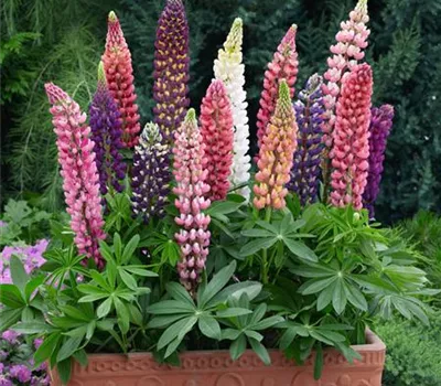 Vielblättrige Lupine