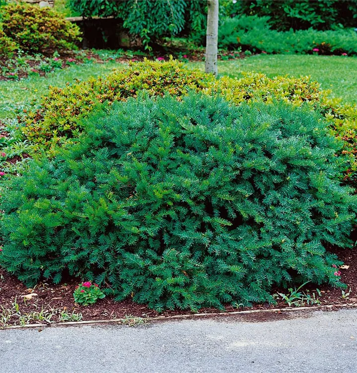 Japanische Eibe 'Emerald Spreader'®