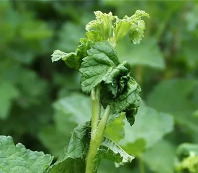 Blattläuse an Johannisbeeren