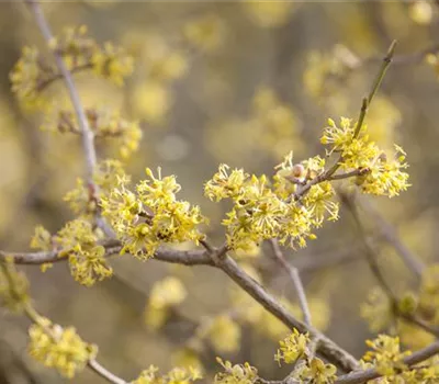 Frühblühende Gehölze starten in den Frühling