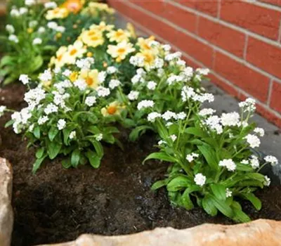 Weißes Vergissmeinnicht - Einpflanzen im Garten