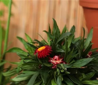 Garten-Strohblume - Einpflanzen in ein Gefäß