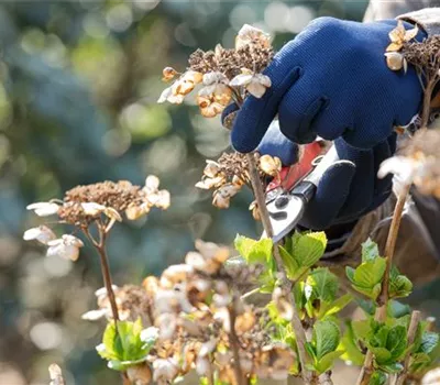 Frühjahrsputz im Garten – Das steht jetzt an