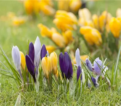 Krokus pflanzen: Der Klassiker im Frühlingsbeet