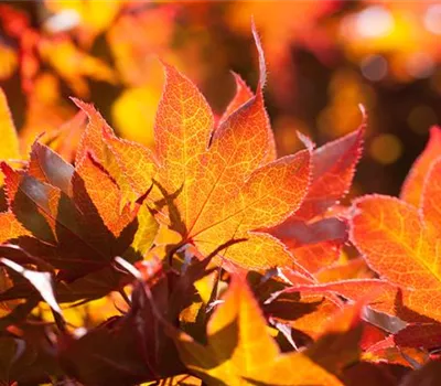 Der herbstliche Garten schön in Form