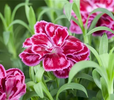 Die Auswahl von Trauerblumen und Grabbepflanzung