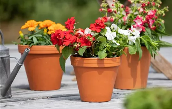 Ein Fleißiges Lieschen für einen farbenfrohen Sommer