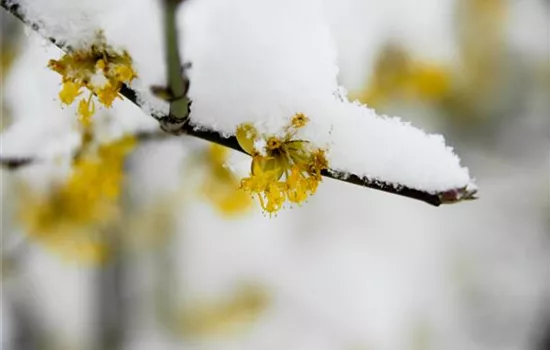 Winterblühende Gehölze für besondere Akzente im Winter