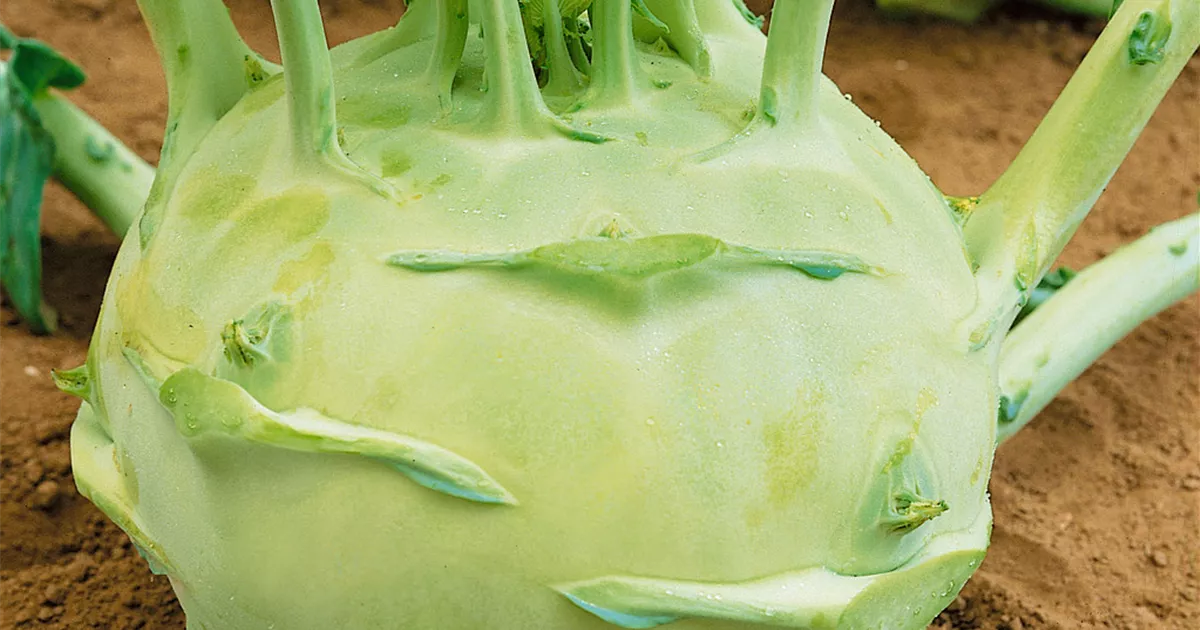 Kohlrabi ‚Superschmelz‘ Samen – 100 Stück, Samenfest, Große Knollen, Einfach Anzubauen