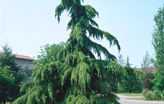 Hänge-Himalaya-Zeder 'Pendula'