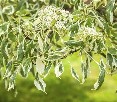 Hoher Weißbunter Etagen-Hartriegel 'Variegata'