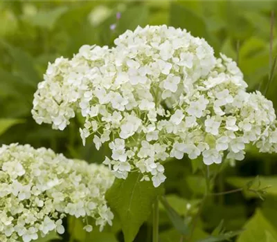 Hortensien für Garten und Balkon – ein tolles Blütenspiel