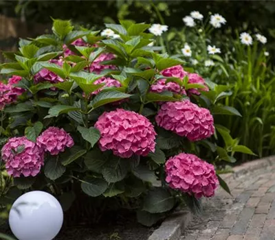 Hortensien für den Garten