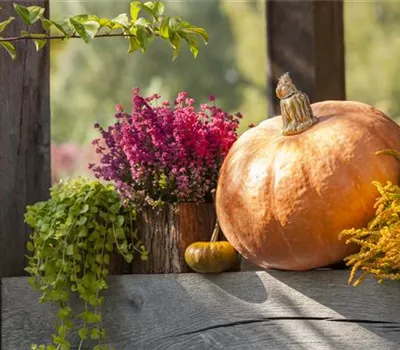 Herbstliche Dekoration im Kürbis