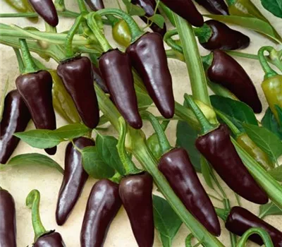 Paprika 'Salsa Purple'