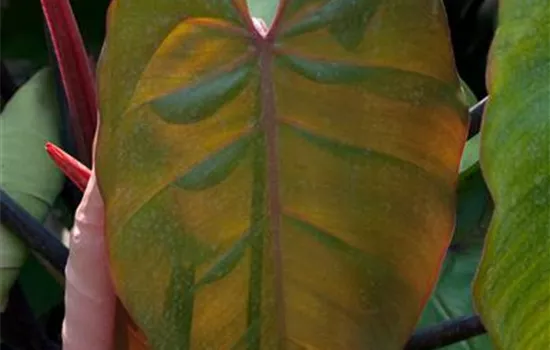 Philodendron