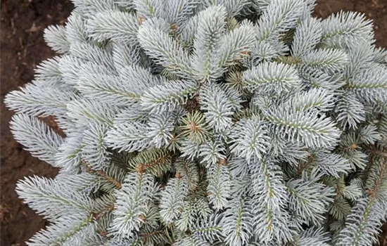 Kleine Blaufichte 'Glauca Globosa'