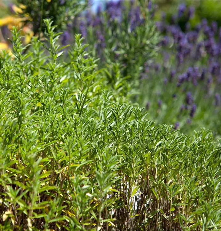 Winter-Bohnenkraut 'Bolero'