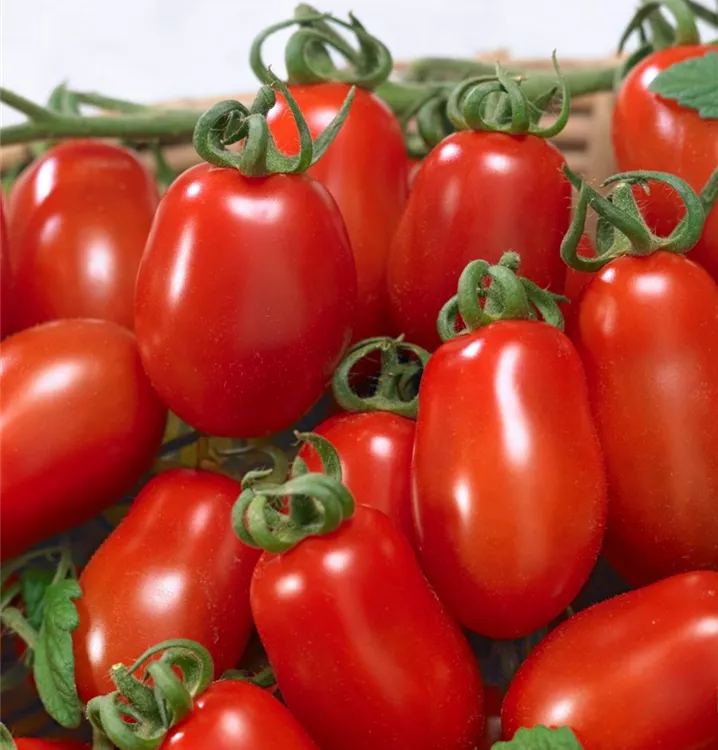 Tomate 'Corianne'