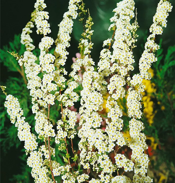 Grauspiere
