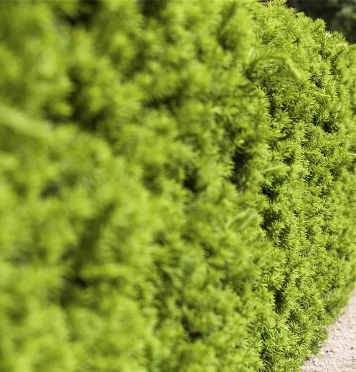 Fruchtende Bechereibe 'Hicksii'