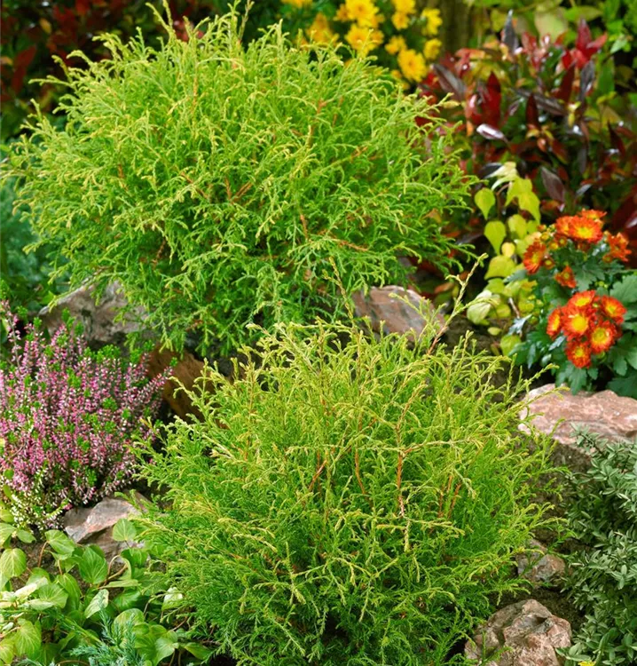 Lebensbaum 'Globosa Aurea'