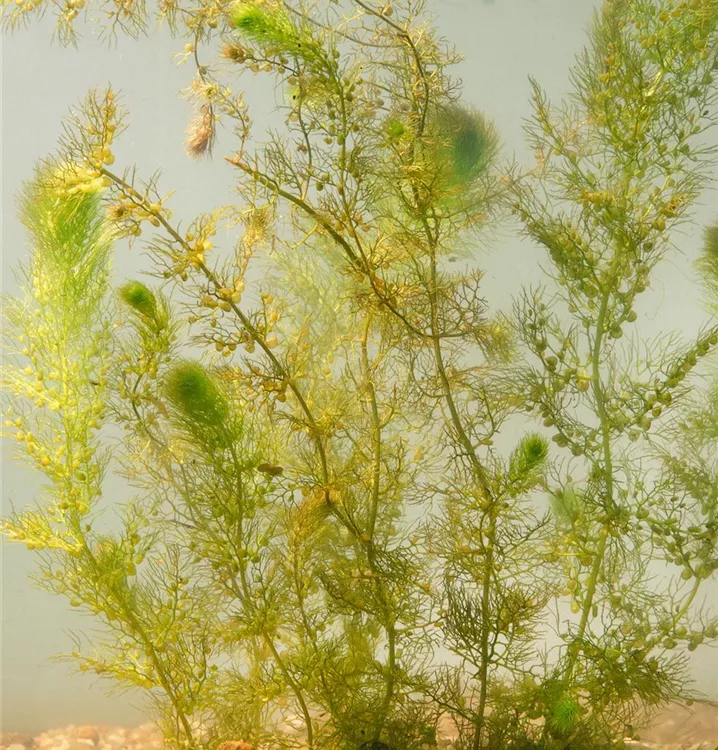 Gewöhnlicher Wasserschlauch