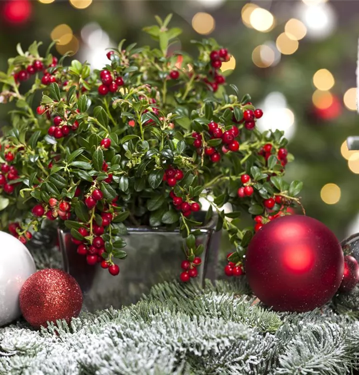 Preiselbeere 'Miss Cherry'(s)