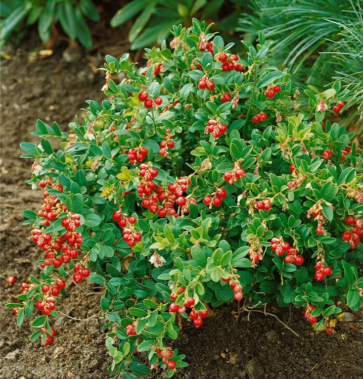 Preiselbeere 'Red Candy'