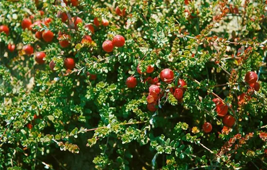 Preiselbeere 'Red Pearl'