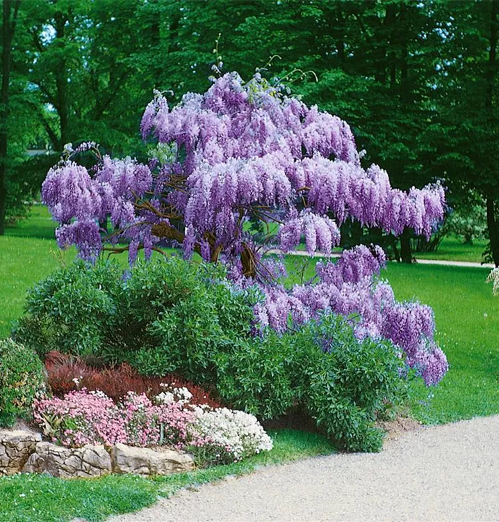 Chinesischer Blauregen, Stamm