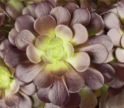 Aeonium