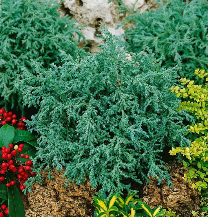 Blaue Zwergzypresse 'Baby Blue'