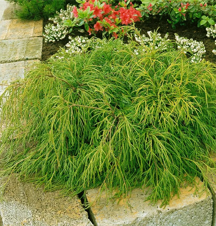 Grüne Fadenzypresse 'Filifera Nana'