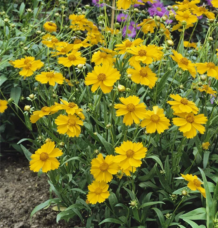 Lanzettblättriges Mädchenauge