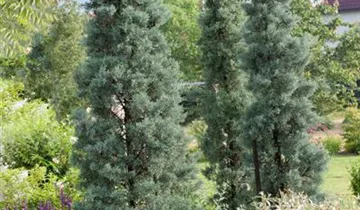 Zum Vergrößern klicken Bildvorschau