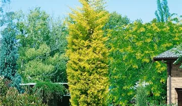 Zum Vergrößern klicken Bildvorschau