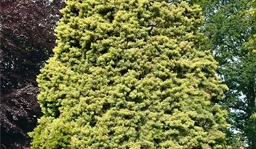 Zum Vergrößern klicken Bildvorschau