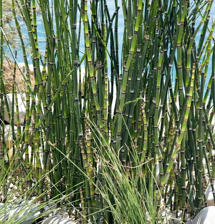 Winter-Schachtelhalm