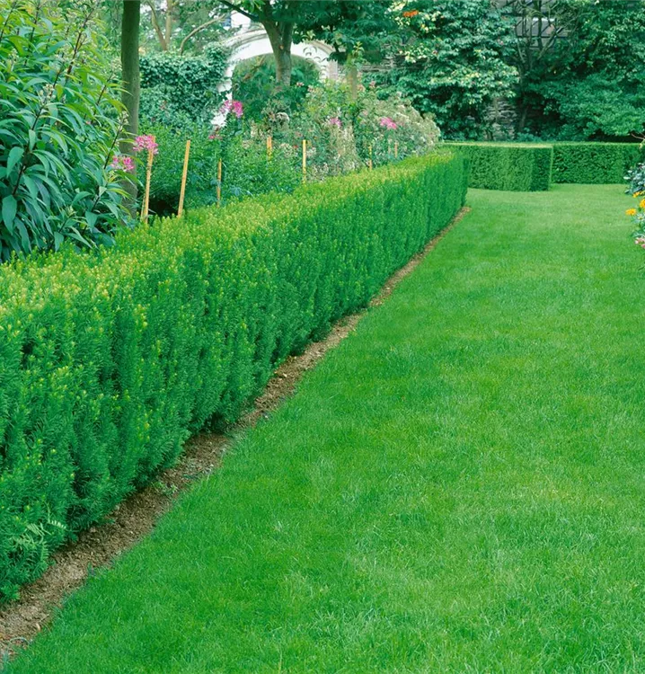 Spalier-Eibe 'Straight Hedge'