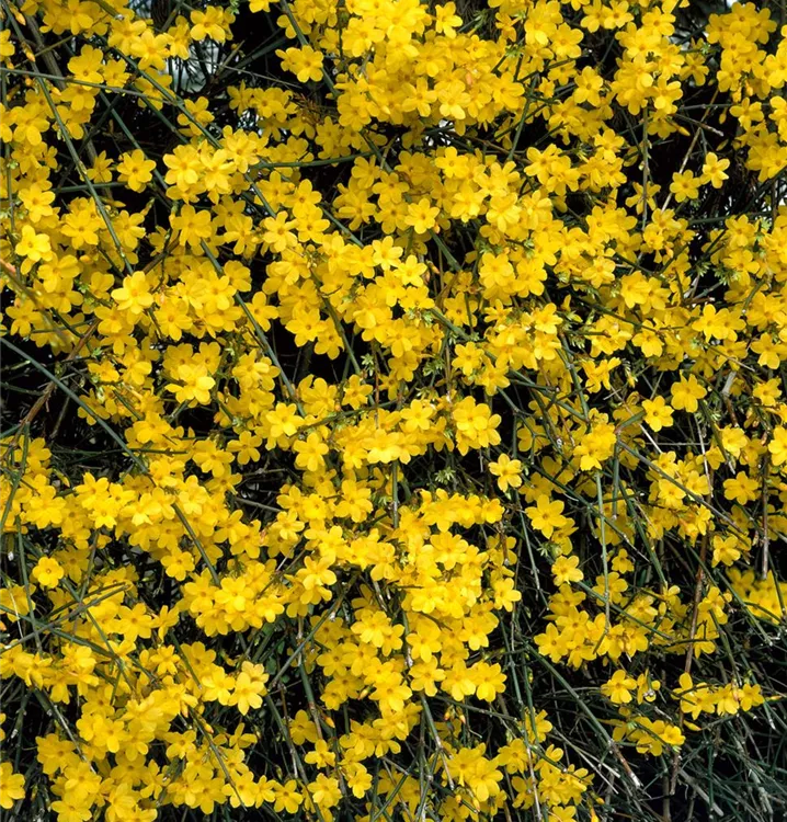 Echter Winter-Jasmin