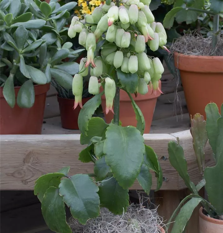 Flammendes Käthchen 'Magic Bells'