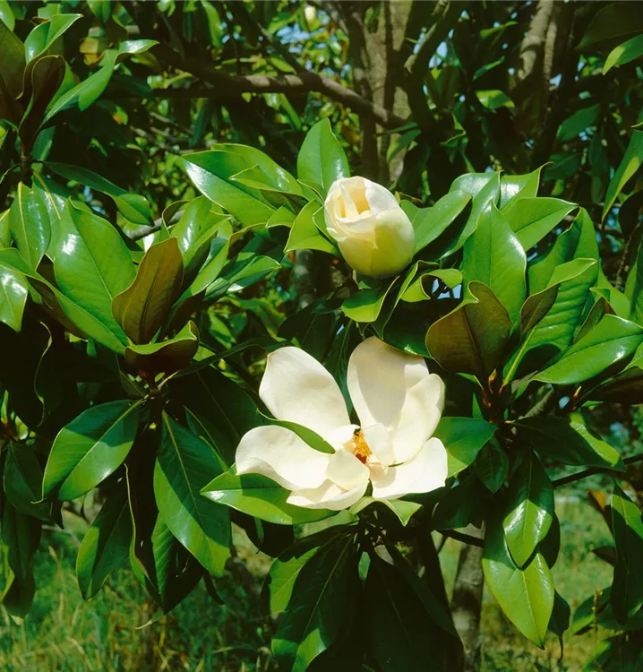 Immergrüne Magnolie