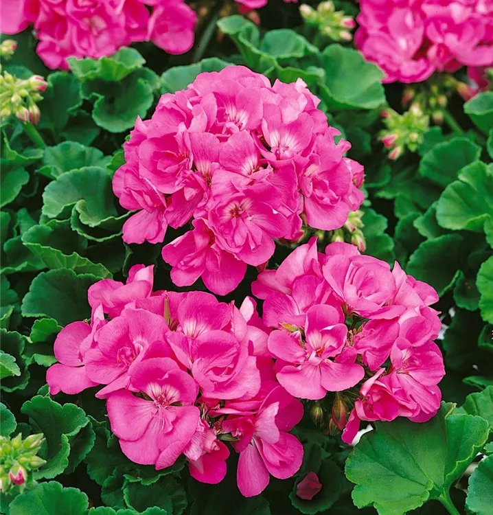 Zonal-Pelargonie