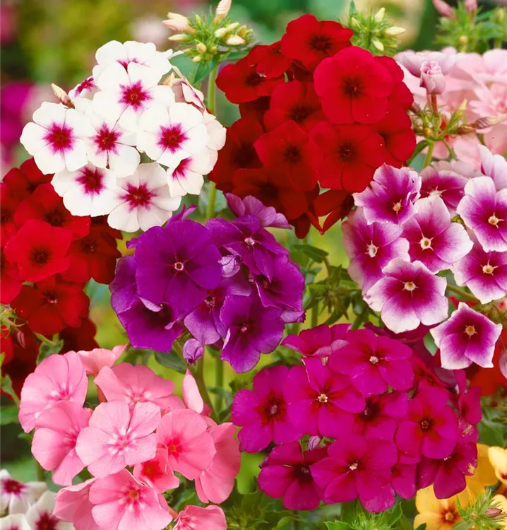 Sommer-Phlox