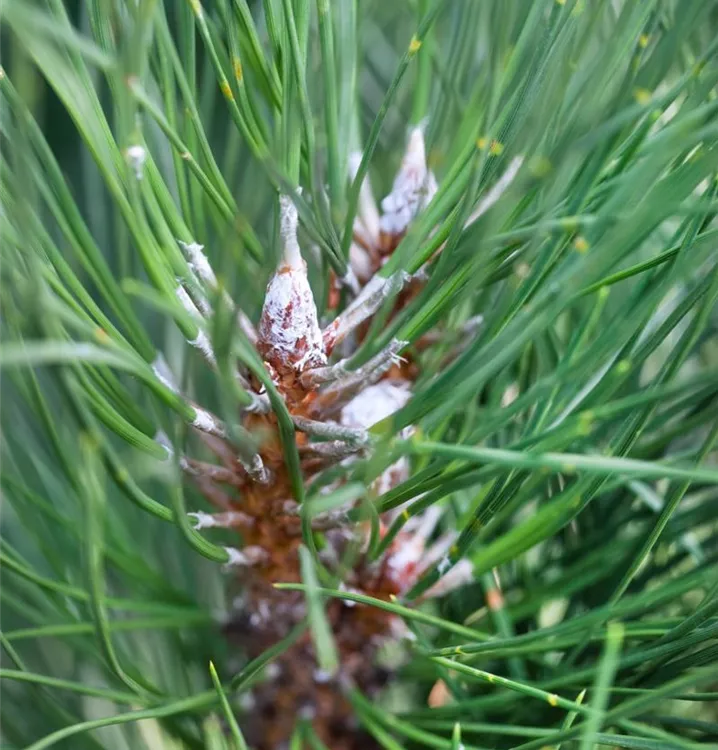 Säulenkiefer 'Fastigiata'